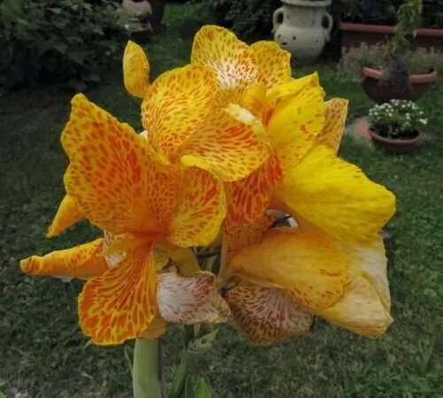 5 Yellow Canna Lily Ndian Shot Canna Ndica Flower Seeds - £8.77 GBP