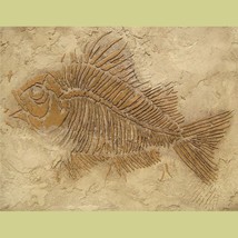 Prehistoric Large Fish Fossil Stencil - Raised plaster stencil for home decor - £26.22 GBP