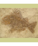 Prehistoric Large Fish Fossil Stencil - Raised plaster stencil for home ... - $46.64 CAD
