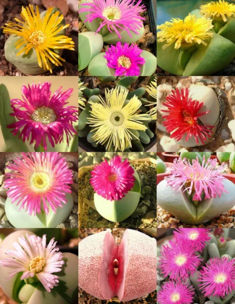 Argyroderma Mix Succulent Cactus Mixed Living Stones Rocks Plant 100 Seeds Fresh - £23.57 GBP