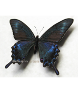Green-blue Swallowtail Papilio Maackii Butterfly Framed Entomology Shadowbox - $68.99