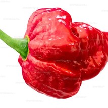 USA SELLER Trinidad Scorpion Hot Pepper 10 Seeds Fast Shipping - £14.01 GBP