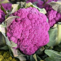 25 Purple Cauliflower Violet Queen Brassica Oleracea Botrytis Vegetable Seeds Ne - £12.10 GBP