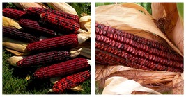 20 seeds, Corn &#39;Bloody Butcher&#39; Seeds, tasty roasting frying crops - £14.14 GBP