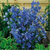 LimaJa Delphinium / Larkspur Butterfly blue 50 Seeds, LimoJaya Best SALE - $3.00