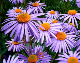 Semilir 90 Seeds Purple New England Aster (Michaelmas Daisy) Aster Novae Var Ang - £7.28 GBP