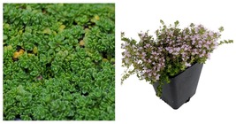 3&quot; Pot Live Plant Elfin Thyme Plant - Thymus minus - World&#39;s Smallest Thyme - $38.98