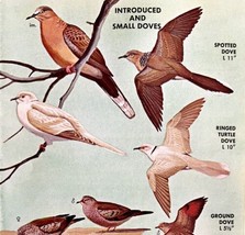 Introduced &amp; Small Dove Varieties 1966 Color Bird Art Print Nature ADBN1r - £15.97 GBP