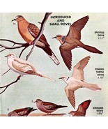 Introduced &amp; Small Dove Varieties 1966 Color Bird Art Print Nature ADBN1r - £15.73 GBP