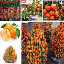 New Fresh Mandarin Orange Edible Fruit Tree Seeds - £8.41 GBP