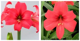 1 Amaryllis Pink Pizzazz Flower Bulb - Gardening - £26.82 GBP