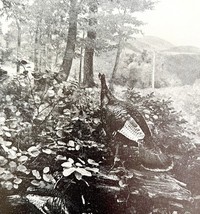 Wild Turkey In West Virginia Mountains 1936 Bird Print Nature DWU13 - $378.38 MXN