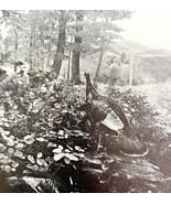 Wild Turkey In West Virginia Mountains 1936 Bird Print Nature DWU13 - $27.73 CAD