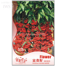 New Fresh Ardisia Crenata Christmas Coral Berry Ornamental Tree Pack 12 Seeds Tr - $3.73