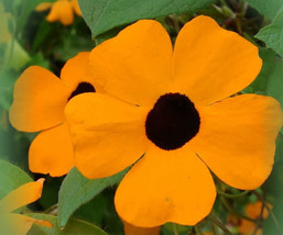 30 Black Eyed Susan Vine Thunbergia Alata Flower Seeds Grown In Usa Gardening - $11.00