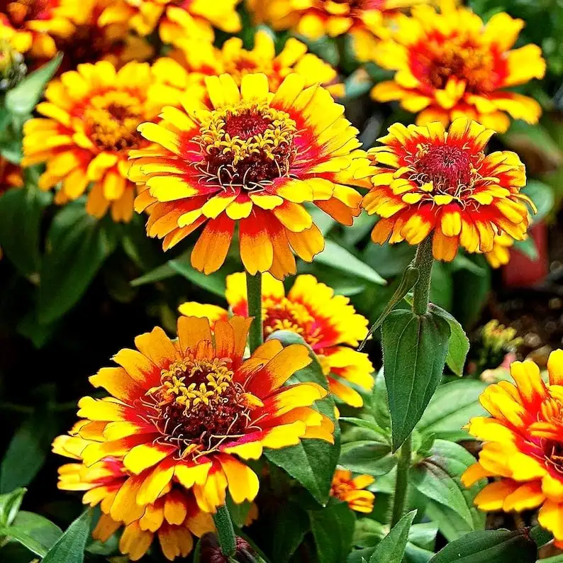 100 Zowie Yellow Flame Zinnia Seeds, Pollinator Favorite - $12.99
