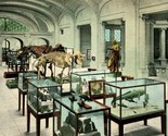 Hall of Paleontology State Museum Albany New York NY UNP 1920s Postcard ... - $3.51