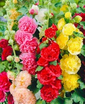 50 Seeds Double Hollyhock Beautiful Flower Mix Seeds Open Pollinated Hei... - $8.99