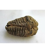 Trilobite Fossil 300-400 Million Years Old Genuine C3239 - £22.19 GBP