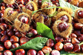 Sweet Chestnut Castanea Sativa 5 Seeds #GTL09 - £25.44 GBP