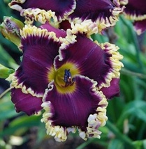 50 Seeds Daylily Hybrid Flowers Non GMO Plant Garden - $6.85