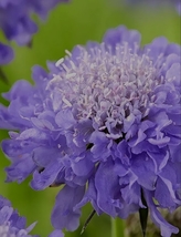 200 Seeds, Bellfarm Scabiosa Atropurpurea Blue Cockade YQ-1116 - £21.52 GBP