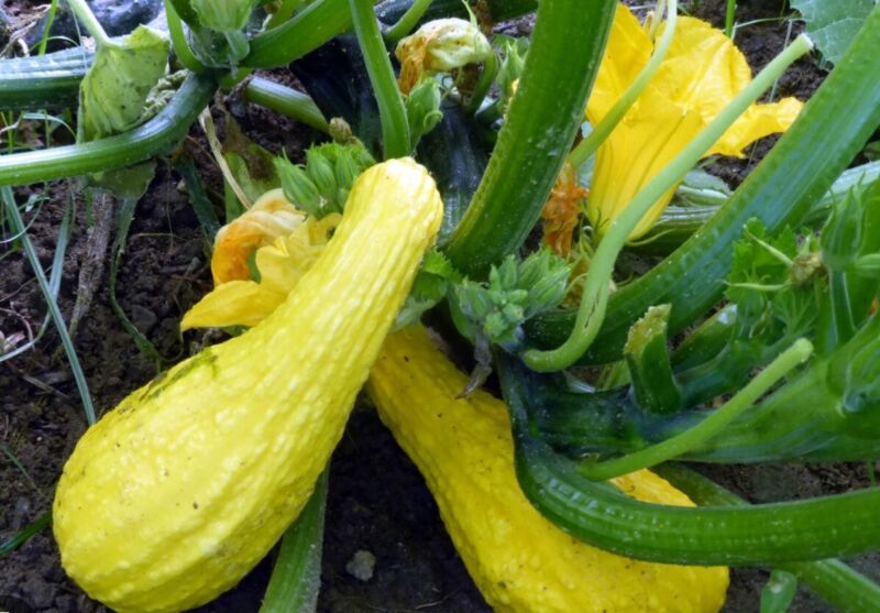 SEPTH 15 ct Yellow Crookneck Squash 15 Seed, Heirloom, NON-GMO / Heirloom - $2.00