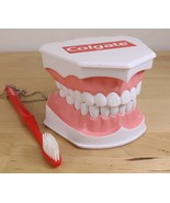 Colgate Large Teeth Educational Model with  Brush Teeth have Rubber Bands - $33.83 CAD