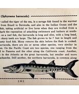 Barracuda 1939 Salt Water Fish Gordon Ertz Color Plate Print Antique PCBG19 - $42.03 CAD