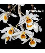 DENDROBIUM BENSONIAE ORCHID SPECIES MOUNTED PLANT - $33.00