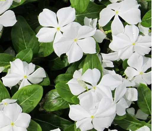 Periwinkle Dwarf White Little Blanche Catharanthus Roseus 250 Fresh Seeds - £31.95 GBP