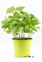 1500 Lemon Basil Seeds Ocimum Basilicum Organic Heirloom Non Gmo - £7.62 GBP