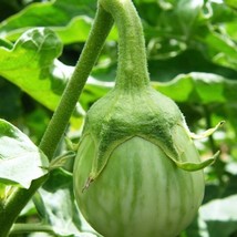 USA SELLER Thai Round Eggplant Seeds 15 Seeds Fast Shipping - £14.26 GBP