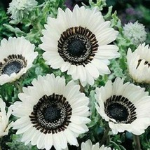 Grow In US 25 Snow White Sunflower Seeds Flowers Seed Flower Perennial Bloom - £8.82 GBP