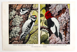 1927 Downy &amp; Red Headed Woodpecker Bird Art Plate Color Book Print Wildl... - $379.80 MXN