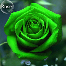 Heirloom Elegant Big Blooming Green Rose Shrub 50 Seeds Light Fragrant Flowers G - £6.16 GBP