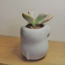 Elephant Pot with Succulent, Live Plant in Grey Ceramic Planter 2" image 7