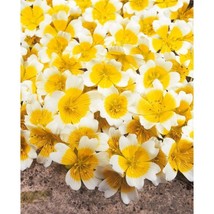 LWSTORE New 200 Poached Egg Plant Flower Seeds Us Native Limnanthes Douglasii 2  - $8.78