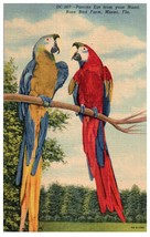 Parrots eat from your hand Rare Bird Farm Miami Florida Postcard - £6.96 GBP