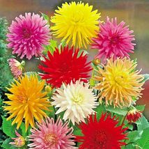 300 Seeds Giant Cactus Zinnia Mix Flower 5&quot; Blooms 6 Colors Butterfly Garden - £13.18 GBP