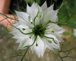 Sale 500 Seeds White Love In A Mist Nigella Damascena Flower  USA - £7.91 GBP