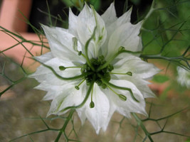 Sale 500 Seeds White Love In A Mist Nigella Damascena Flower  USA - £7.78 GBP