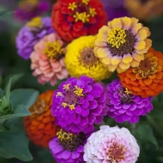 30 Zinnia DWARF BUTTON BOX Heirloom Container  7 Colors Non-GMO - $10.04