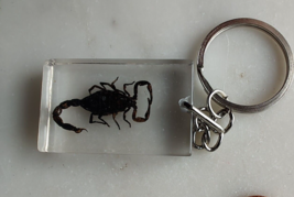 SCORPION Real Keychain Ring Genuine Clear INSECT lucite epoxy Key Chain - $9.98