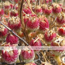 Mesembryanthemum Crystallinum Crystalline Ice Plant Seeds Fresh - £6.41 GBP