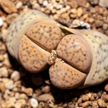 Exotic Lithops Seeds (10) - Fulviceps Lydiae, Easy-to-Grow Living Stones, Create - £7.63 GBP