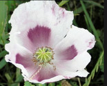 Tasmanian Purple &amp; White Poppy 100 Pure Seeds - $6.58