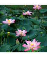 Small Pink Lotus Nelumbo Nucifera Flower Seed Indoor Outdoor - 1 Seeds - $5.63