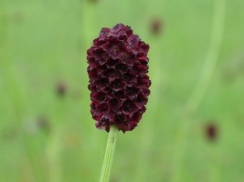 Salad Burnet Sanquisorba Minor ‘Little Angel’ Culinary 60 Seeds Gardening Fresh  - $15.00