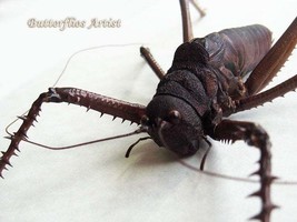 Panoploscelis Specularis Giant Lobster Cricket Framed Entomology Shadowbox  - $118.99